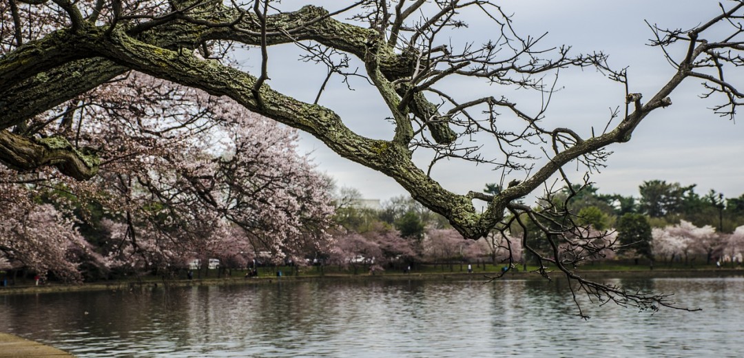 Cherry Blossom DC